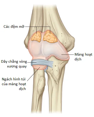 khop-khuyu-2