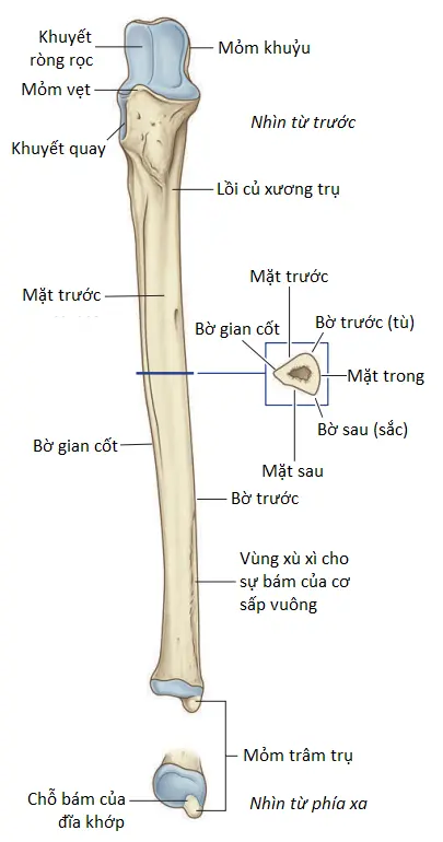 cang-tay-3