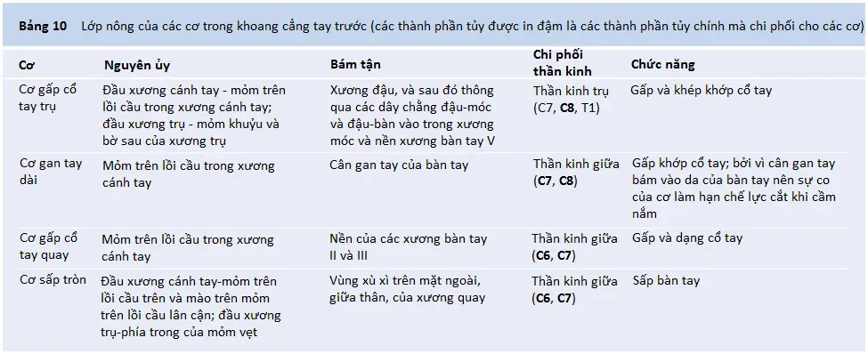 co-cang-tay-2