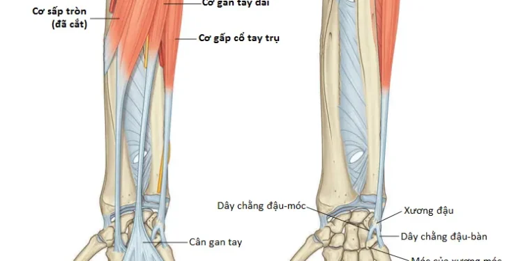 Giải Phẫu Vùng Chi Trên: Cẳng Tay (Phần 2)