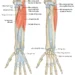 Giải Phẫu Vùng Chi Trên: Cẳng Tay (Phần 2)