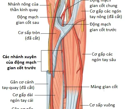 Giải Phẫu Vùng Chi Trên: Cẳng Tay (Phần 2)