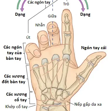 Giải Phẫu Vùng Chi Trên: Bàn Tay (Phần 1)