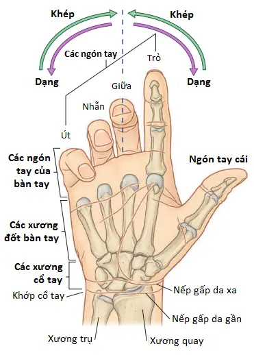 xuong-ban-tay-1
