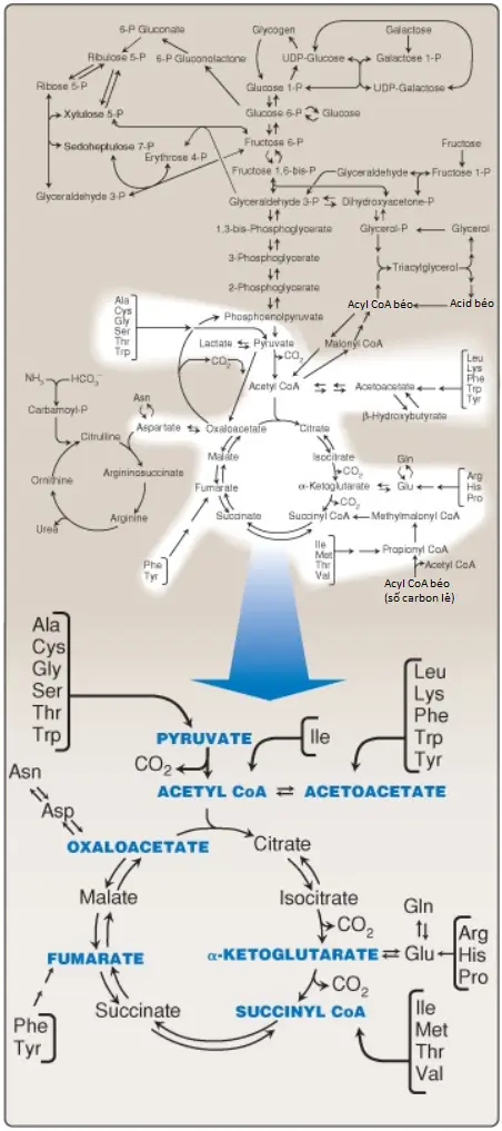 amino-acid-1