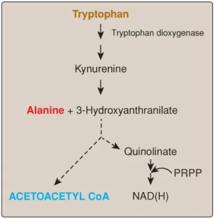 acetyl-coa-1