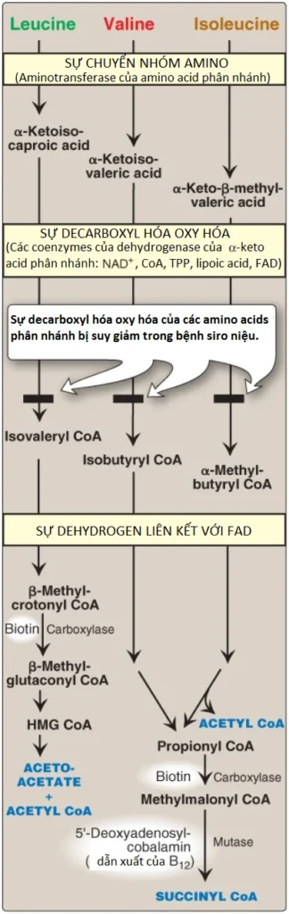 acetyl-coa-2