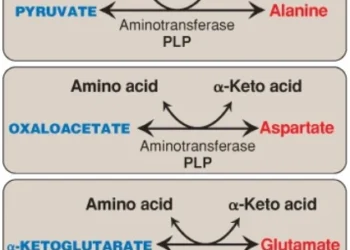 Amino Acids: Sự Thoái Hóa Và Sự Tổng Hợp (Phần 2)
