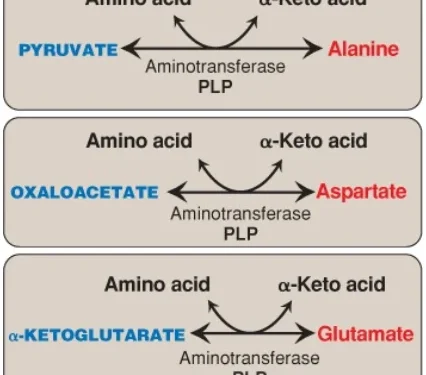 Amino Acids: Sự Thoái Hóa Và Sự Tổng Hợp (Phần 2)