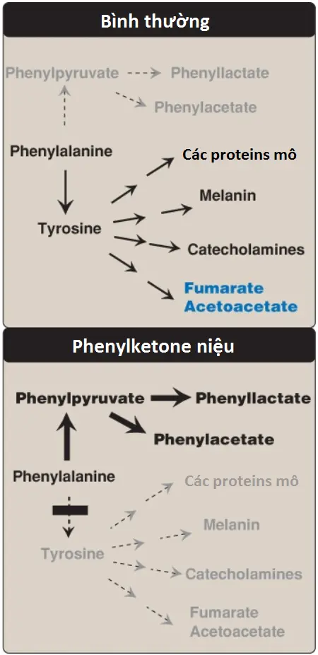 pku-5