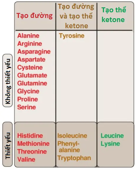 amino-acid-2