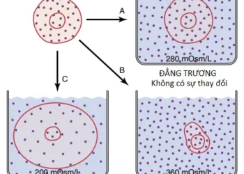 Các Thành Phần Dịch Cơ Thể: Các Dịch Ngoại Bào Và Nội Bào; Phù (Phần 2)