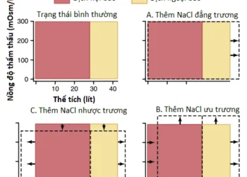 Các Thành Phần Dịch Cơ Thể: Các Dịch Ngoại Bào Và Nội Bào; Phù (Phần 3)