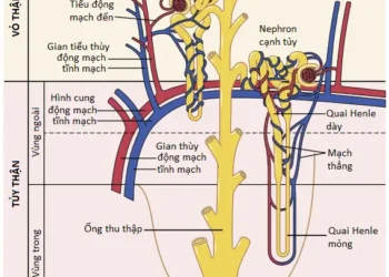 Hệ Thống Tiết Niệu: Giải Phẫu Chức Năng Và Sự Hình Thành Nước Tiểu Bởi Các Thận (Phần 1)