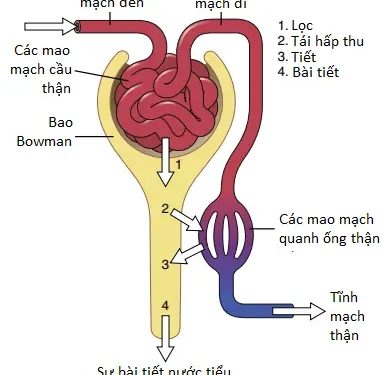 Hệ Thống Tiết Niệu: Giải Phẫu Chức Năng Và Sự Hình Thành Nước Tiểu Bởi Các Thận (Phần 2)