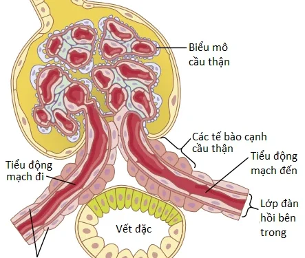 Sự Lọc Cầu Thận, Lưu Lượng Máu Thận Và Sự Kiểm Soát Của Chúng (Phần 3)