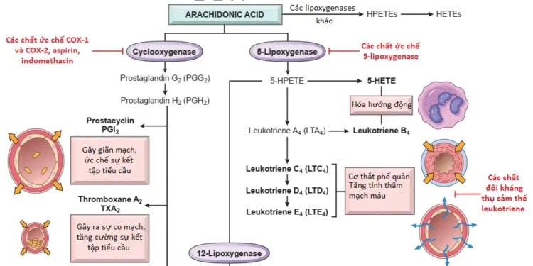 Viêm Cấp Tính (Phần 4)