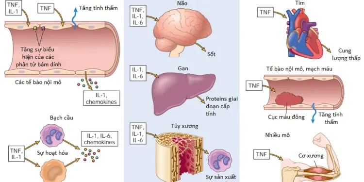 Viêm Cấp Tính (Phần 5)