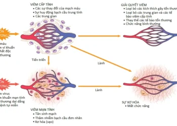 Viêm Cấp Tính (Phần 6)