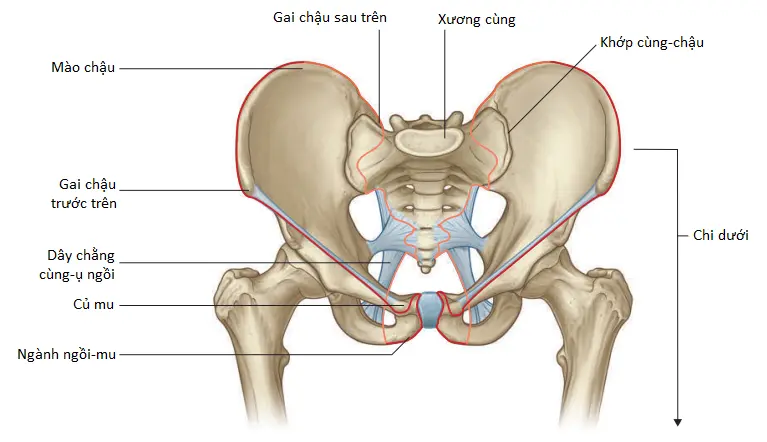 chi-duoi-1