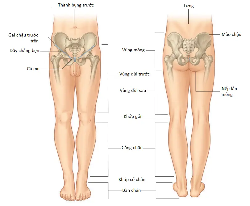 chi-duoi-2