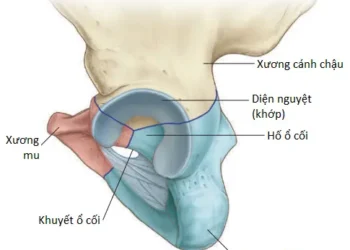 Giải Phẫu Vùng Chi Dưới: Phần Chậu Xương Và Phần Gần Xương Đùi