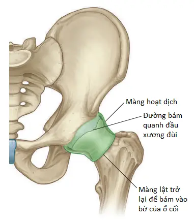 khop-hong-3