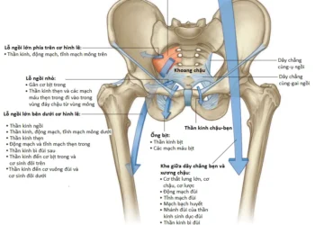 Giải Phẫu Vùng Chi Dưới: Khớp Hông Và Các Đường Vào Chi Dưới