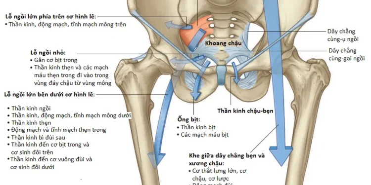 Giải Phẫu Vùng Chi Dưới: Khớp Hông Và Các Đường Vào Chi Dưới