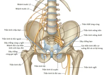 Giải Phẫu Vùng Chi Dưới: Thần Kinh, Động Mạch, Tĩnh Mạch Và Mạch Bạch Huyết