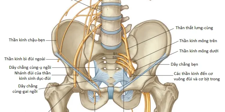 Giải Phẫu Vùng Chi Dưới: Thần Kinh, Động Mạch, Tĩnh Mạch Và Mạch Bạch Huyết