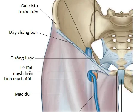 Giải Phẫu Vùng Chi Dưới: Mạc Sâu, Lỗ Tĩnh Mạch Hiển Và Tam Giác Đùi