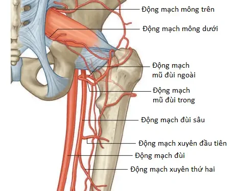 Giải Phẫu Vùng Chi Dưới: Vùng Mông