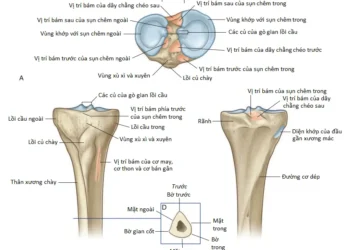 Giải Phẫu Vùng Chi Dưới: Vùng Đùi (Phần 1)