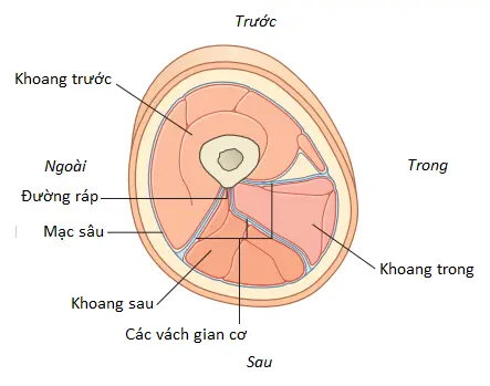 cac-co-dui-1