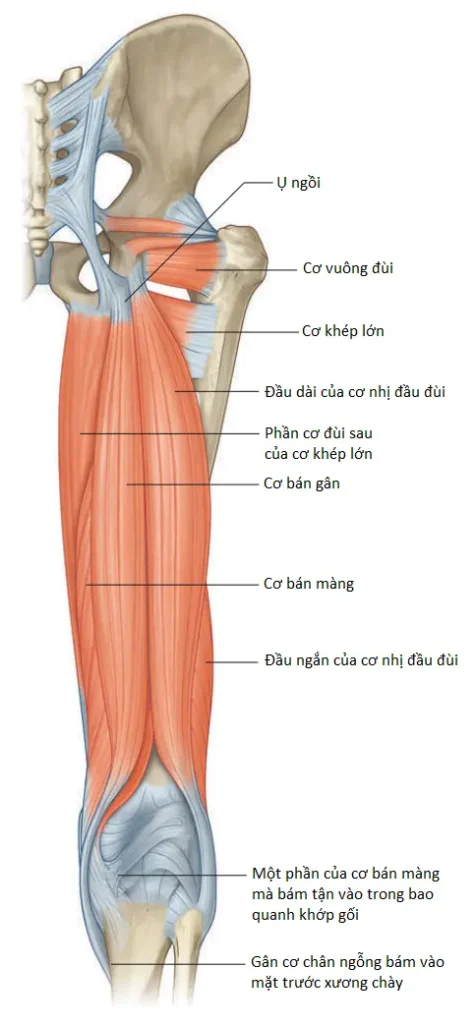 dong-mach-dui-2