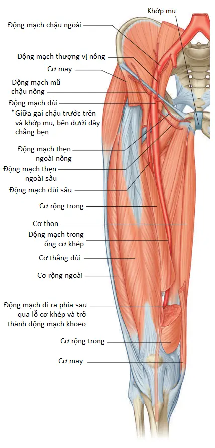 dong-mach-dui-3