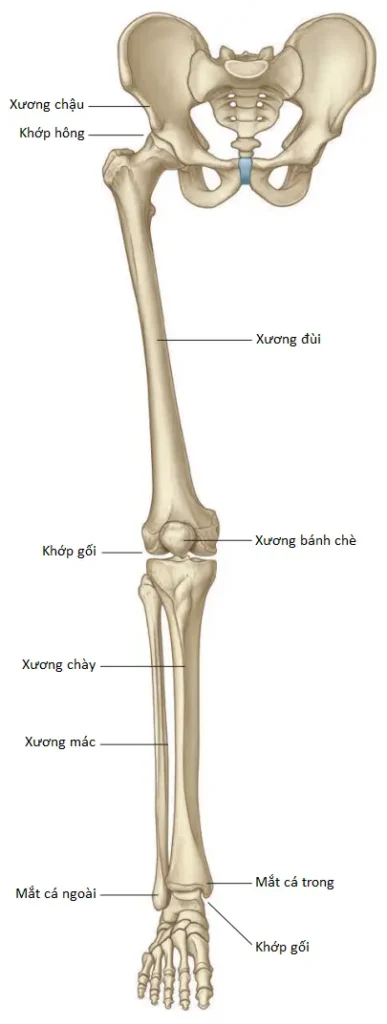 chi-duoi-7