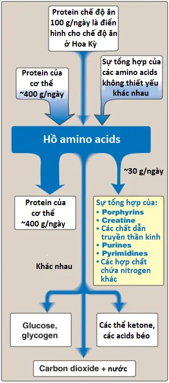 porphyrins-1