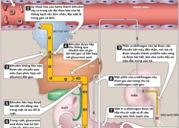 Amino Acids: Sự Chuyển Đổi Thành Các Sản Phẩm Chuyên Biệt (Phần 2)