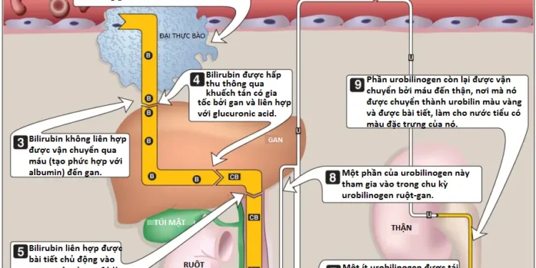 Amino Acids: Sự Chuyển Đổi Thành Các Sản Phẩm Chuyên Biệt (Phần 2)