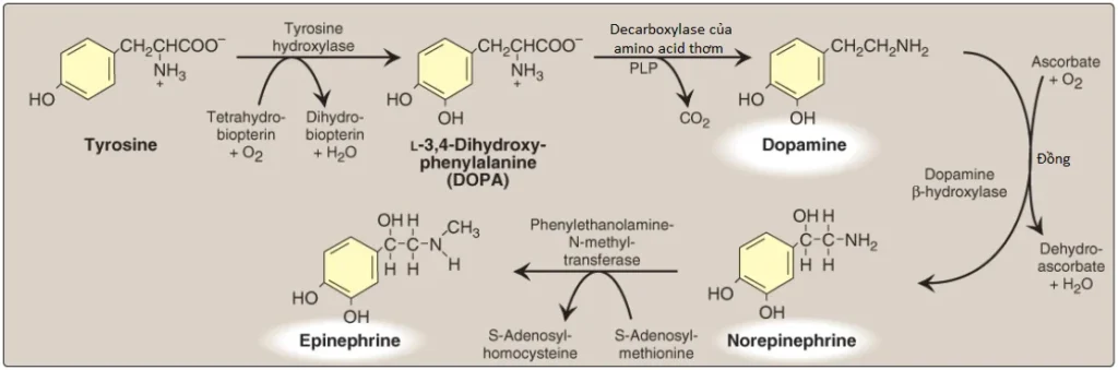 catecholamines-1