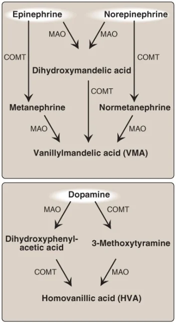 catecholamines-2