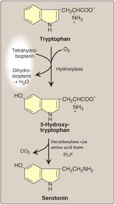 catecholamines-4