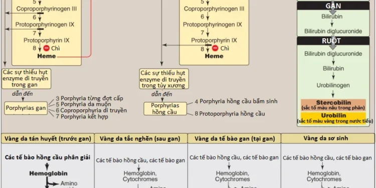 Amino Acids: Sự Chuyển Đổi Thành Các Sản Phẩm Chuyên Biệt (Phần 3)