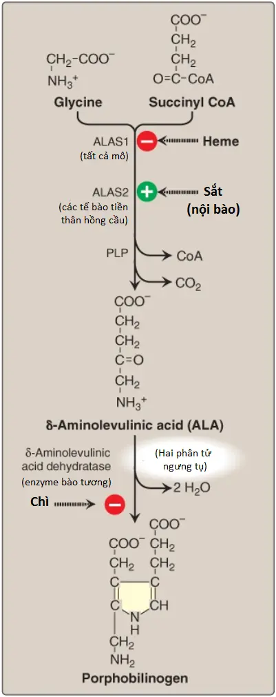 porphyrins-3