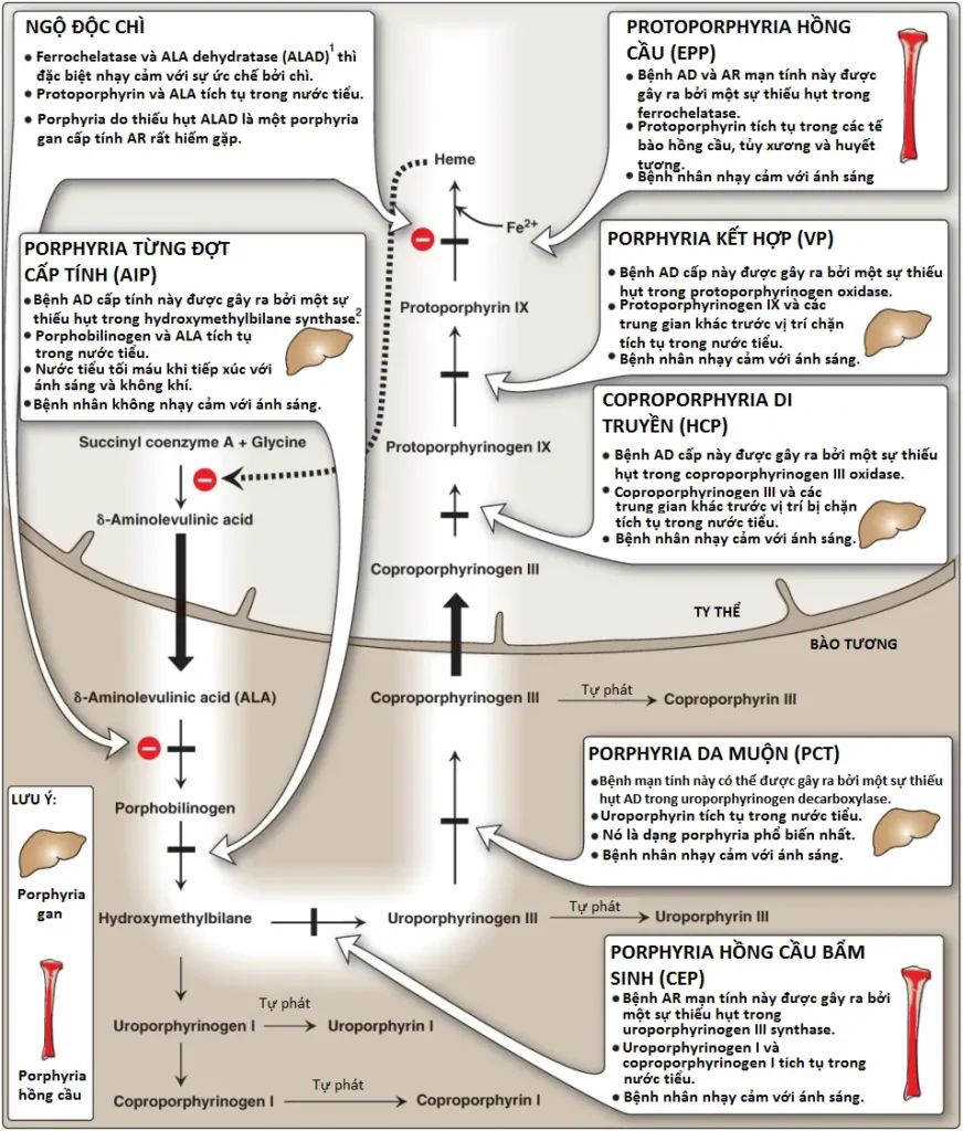porphyrias-3