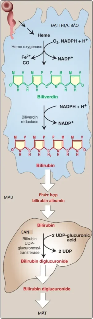 porphyrias-4
