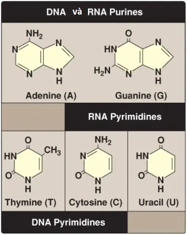 nucleotides-1