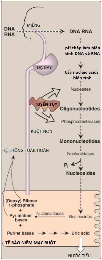 uric-acid-1